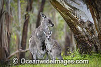 Kangaroo joey drinking milk Photo - Gary Bell
