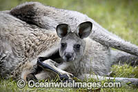 Eastern Grey Kangaroos Photo - Gary Bell