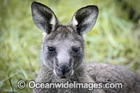 Eastern Grey Kangaroos Photo - Gary Bell