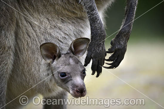 Eastern Grey Kangaroos photo