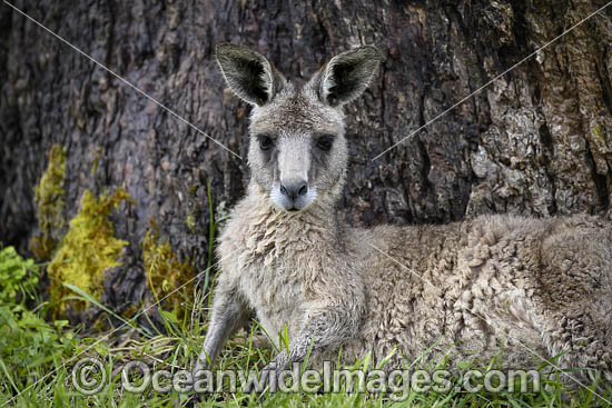 Eastern Grey Kangaroo photo