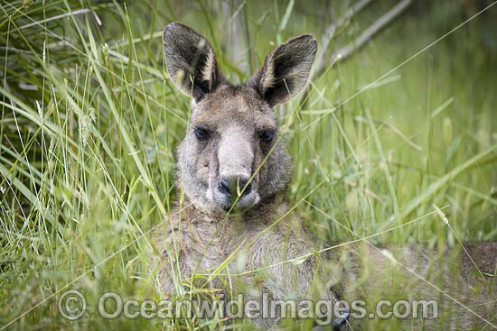 Eastern Grey Kangaroo photo