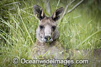 Eastern Grey Kangaroo Photo - Gary Bell
