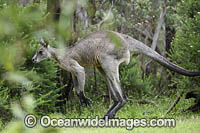Eastern Grey Kangaroo Photo - Gary Bell
