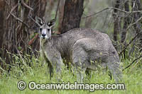 Eastern Grey Kangaroo Photo - Gary Bell