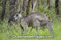Eastern Grey Kangaroo Photo - Gary Bell