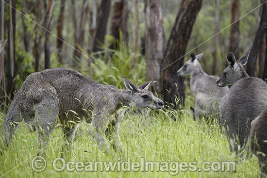 Eastern Grey Kangaroos photo