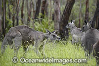 Eastern Grey Kangaroos Photo - Gary Bell