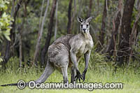 Eastern Grey Kangaroo Photo - Gary Bell