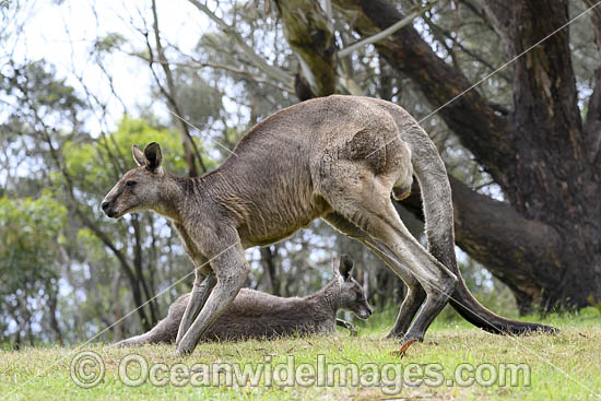 Eastern Grey Kangaroo photo