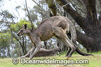 Eastern Grey Kangaroo Photo - Gary Bell