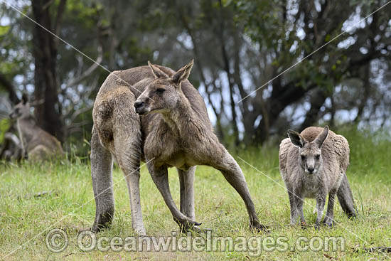 Eastern Grey Kangaroos photo