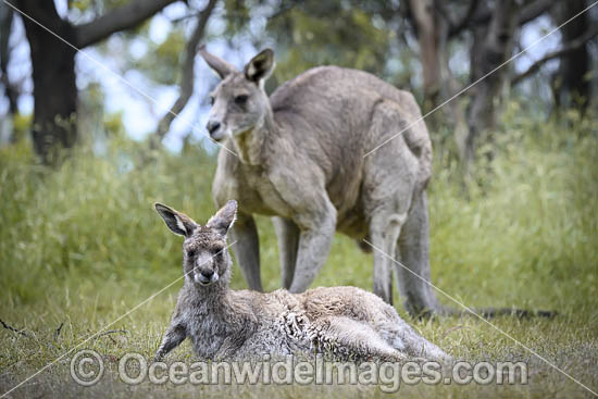 Eastern Grey Kangaroos photo