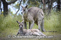 Eastern Grey Kangaroos Photo - Gary Bell