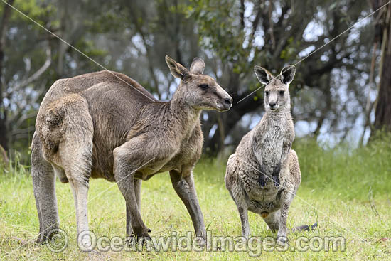 Eastern Grey Kangaroos photo