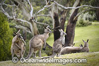 Eastern Grey Kangaroos Photo - Gary Bell