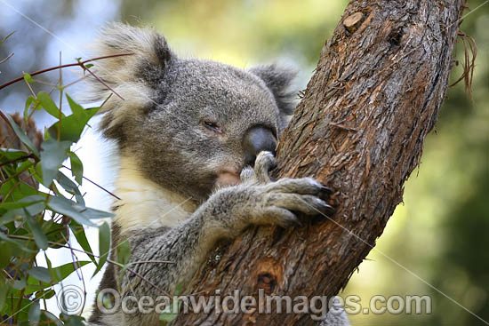 Australian Koala photo