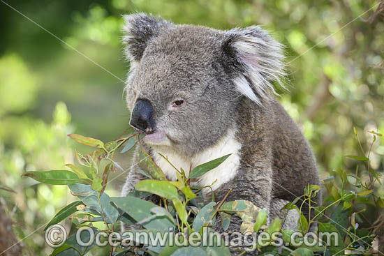 Australian Koala eating photo