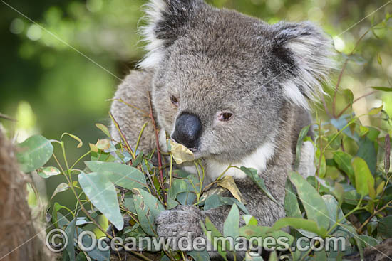 Australian Koala eating photo