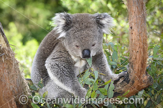 Australian Koala eating photo