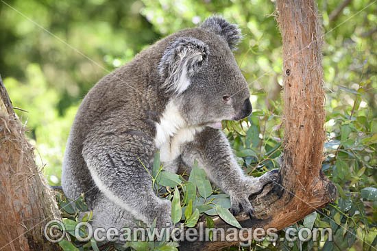 Australian Koala eating photo Australian Koala eating photo