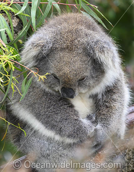 Australian Koala photo Australian Koala photo