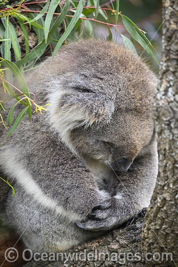 Australian Koala photo Australian Koala photo