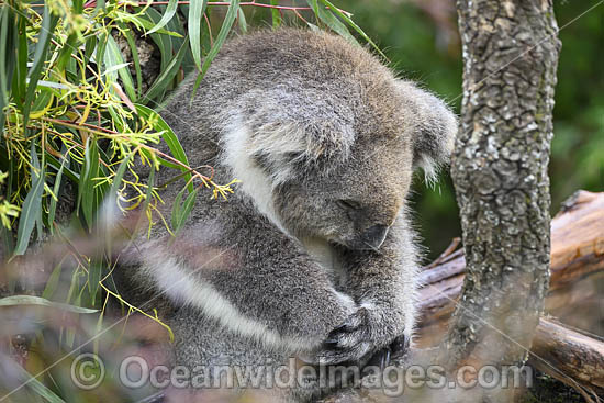 Australian Koala photo Australian Koala photo