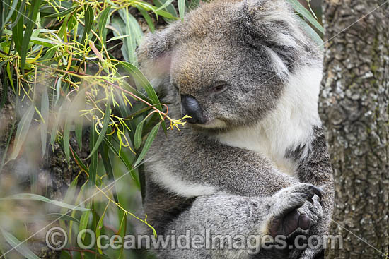 Australian Koala resting in tree photo Australian Koala resting in tree photo