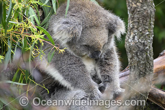 Australian Koala resting in tree photo