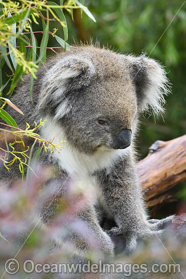 Australian Koala resting in tree photo