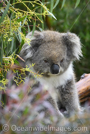 Australian Koala resting in tree photo