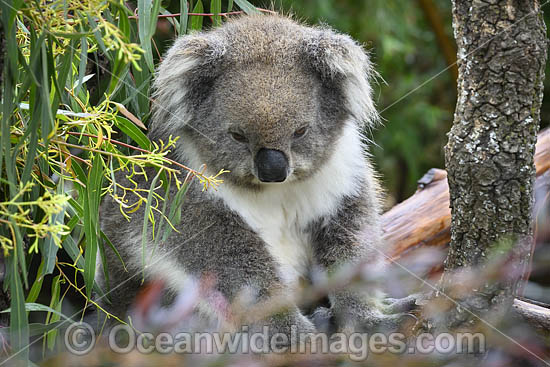 Australian Koala resting in tree photo Australian Koala resting in tree photo