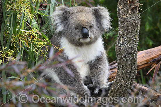 Australian Koala resting in tree photo Australian Koala resting in tree photo