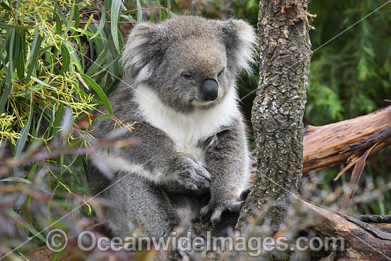 Australian Koala resting in tree photo Australian Koala resting in tree photo