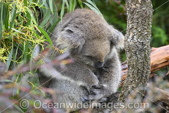 Australian Koala resting in tree photo Australian Koala resting in tree photo