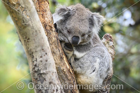 Australian Koala resting in tree photo Australian Koala resting in tree photo