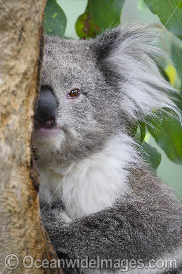 Australian Koala resting in tree photo Australian Koala resting in tree photo