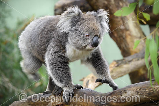 Australian Koala photo Australian Koala photo