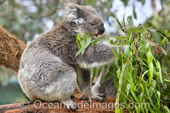 Australian Koala eating photo