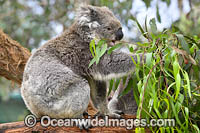 Australian Koala eating Photo - Gary Bell