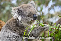 Australian Koala eating Photo - Gary Bell