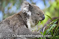 Australian Koala eating Photo - Gary Bell