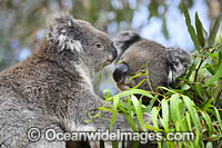 Australian Koala eating Photo - Gary Bell