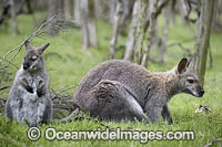 Red-necked Wallaby joey feeding Photo - Gary Bell