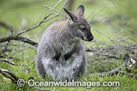Red-necked Wallaby joey feeding Photo - Gary Bell