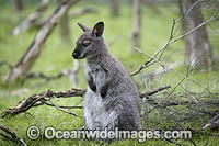 Red-necked Wallaby joey feeding Photo - Gary Bell