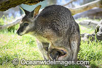 Red-necked Wallaby joey feeding Photo - Gary Bell