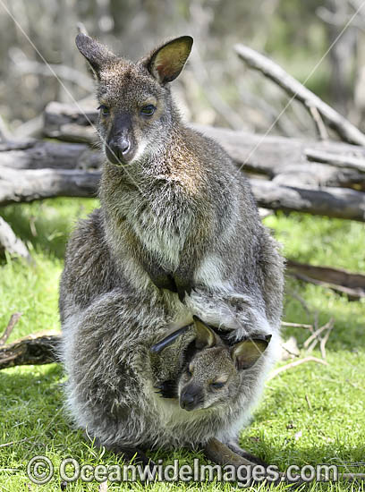 Red-necked Wallaby joey feeding photo
