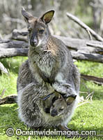 Red-necked Wallaby joey feeding Photo - Gary Bell